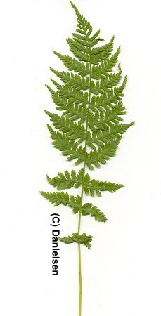 Athyrium filix-femina gen.