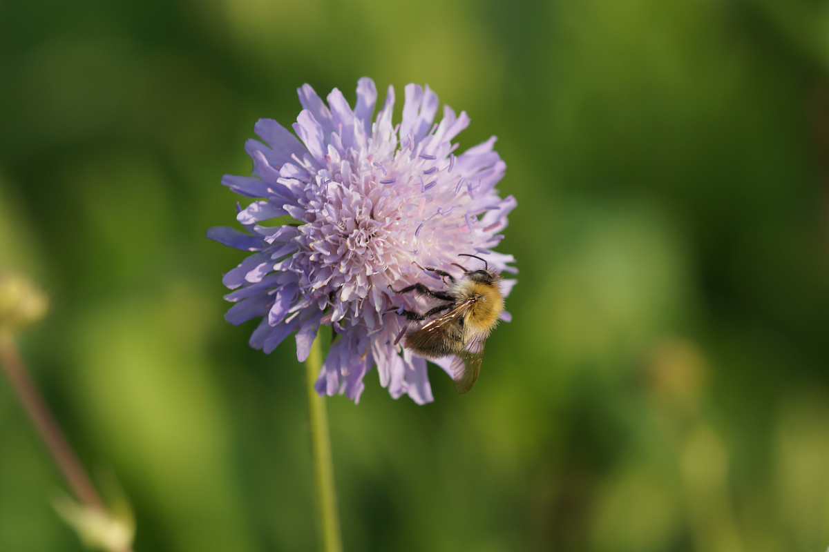 Knautia arvensis