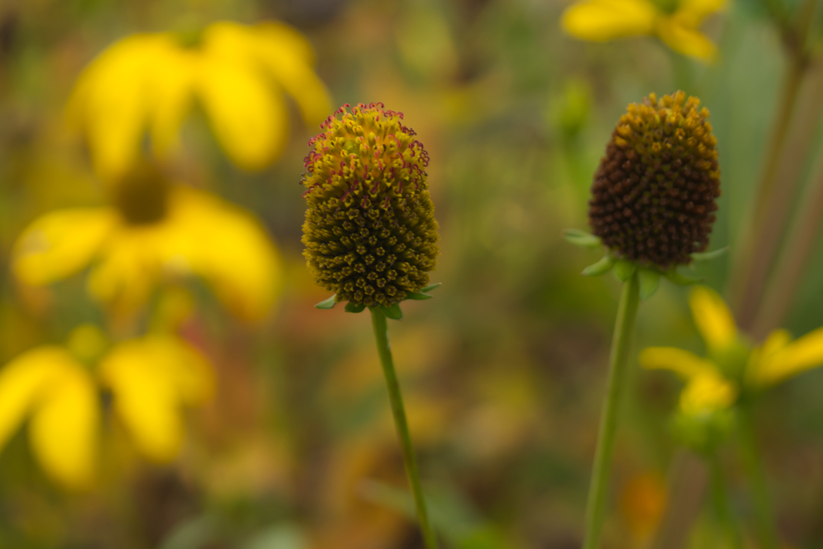 Rudbeckia nitida 'Herbstsonne'