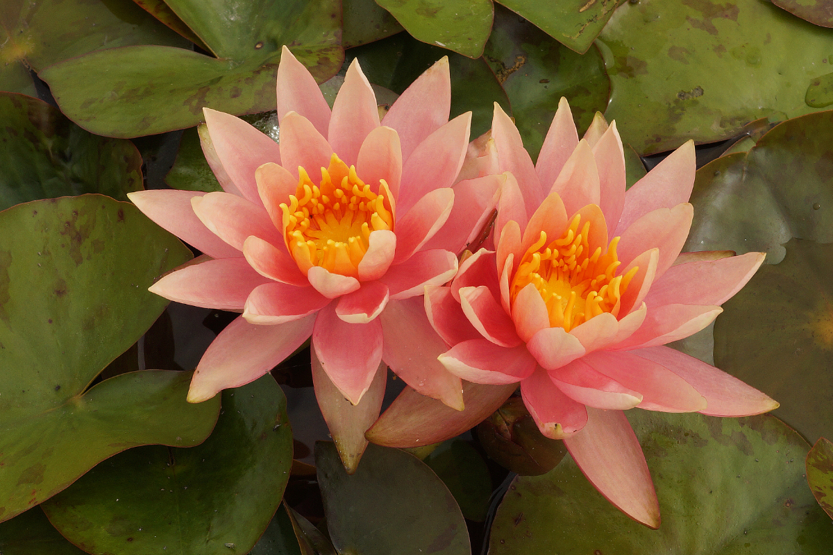 Nymphaea Hybride 'Colorado' - Seerose