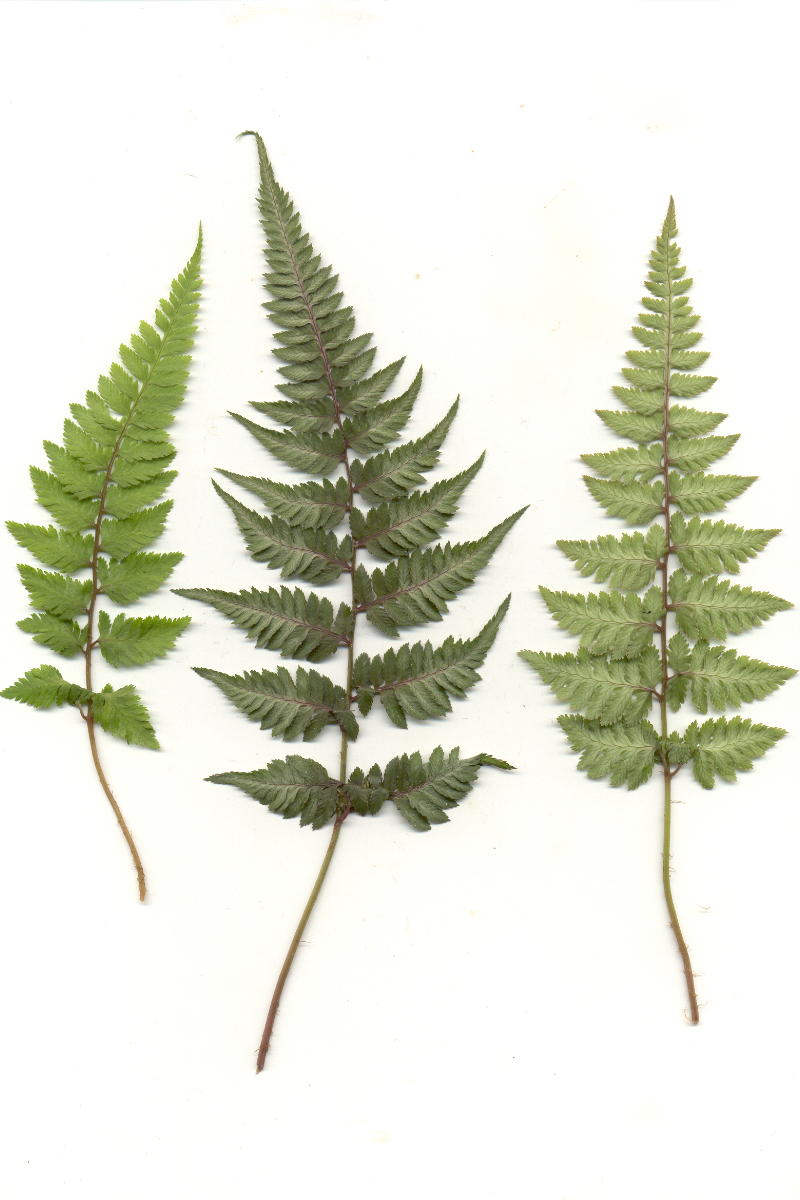Athyrium niponicum 'Metallicum' gen.