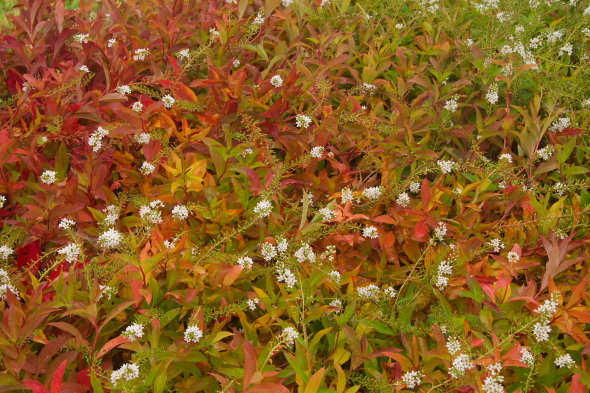 Lysimachia clethroides 'Snowcandle'