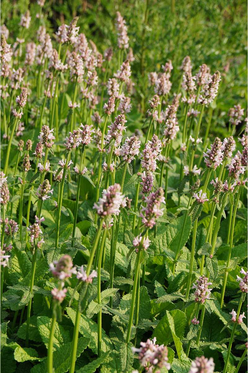 Betonica hirsuta 'Rosea' (Stachys monnieri 'Rosea')