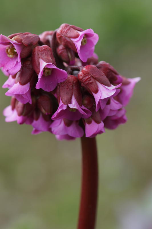 Bergenia Hybride 'Admiral'