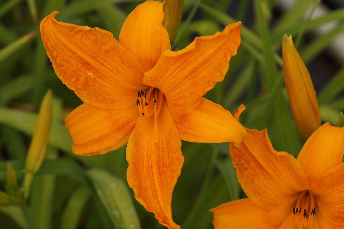 Hemerocallis Hybride 'Burning Daylight'
