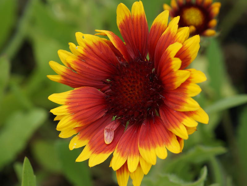 Gaillardia x grandiflora 'Kobold' - Kokardenblume