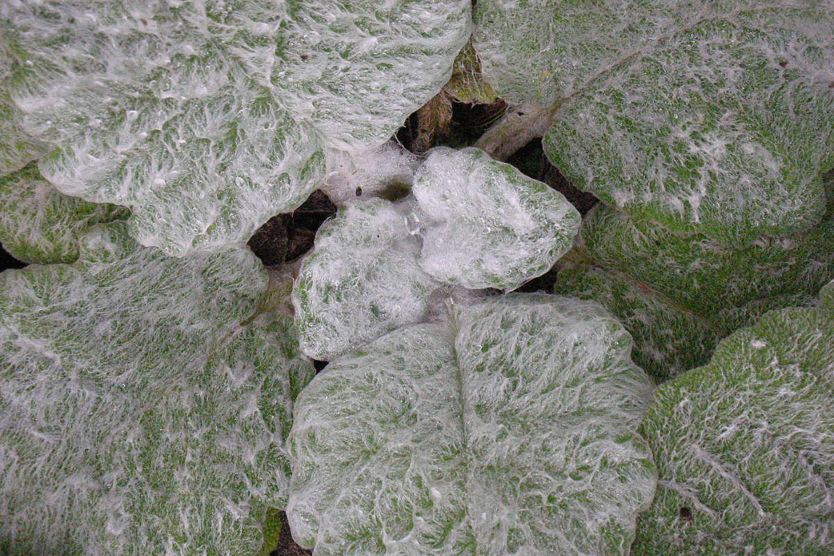 Salvia argentea