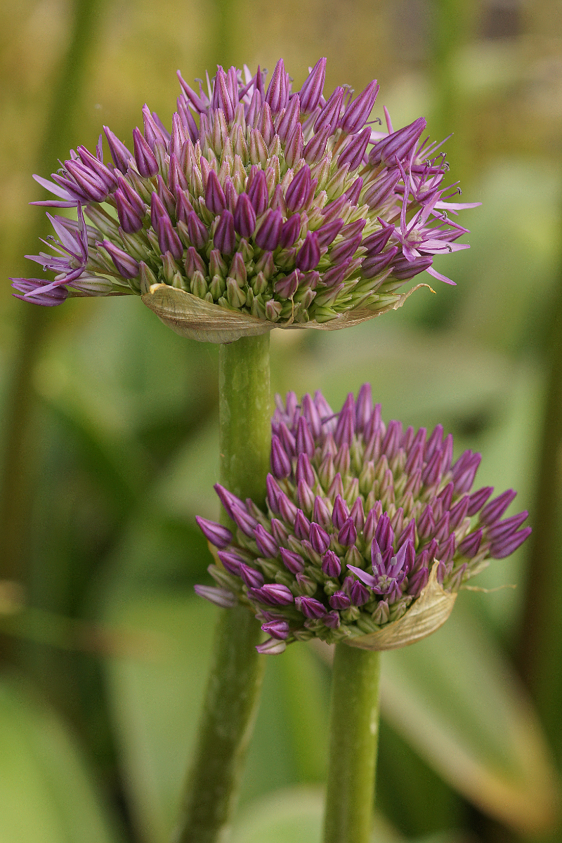 Allium Hybride 'Globemaster' - Zierlauch