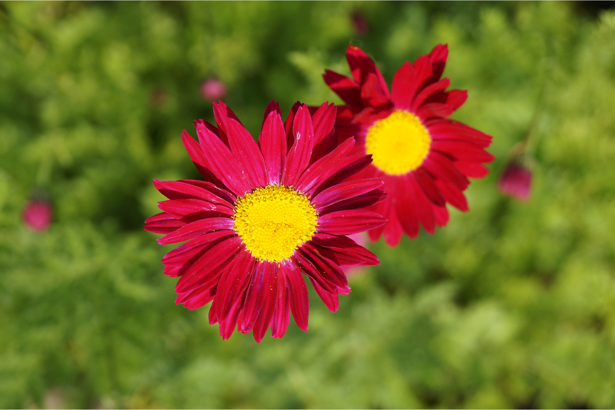 Tanacetum coccineum 'Robinsons Rot' - Bunte Margerite