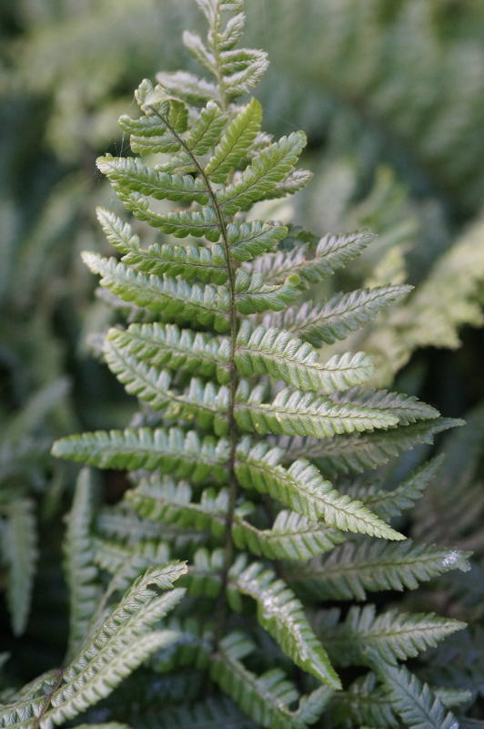 Dryopteris wallichiana gen. - Nepal Schwarzschuppenfarn