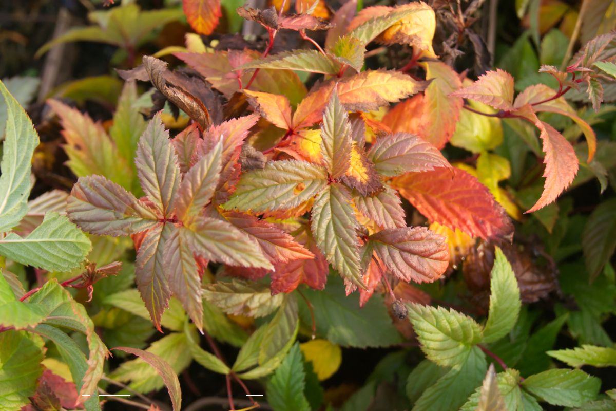 Gillenia trifoliata