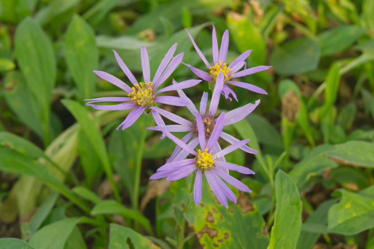 Aster amellus 'Rudolf Goethe'