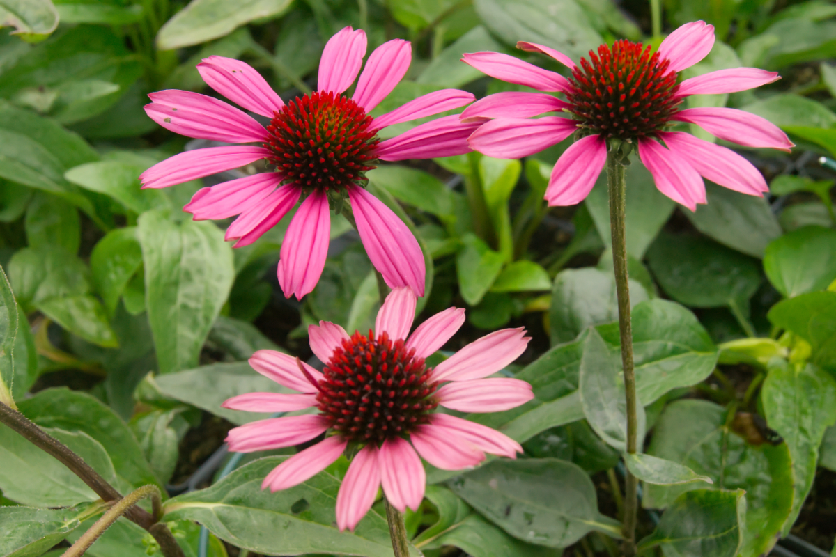 Echinacea purpurea 'Little Magnus'(R) - Sonnenhut