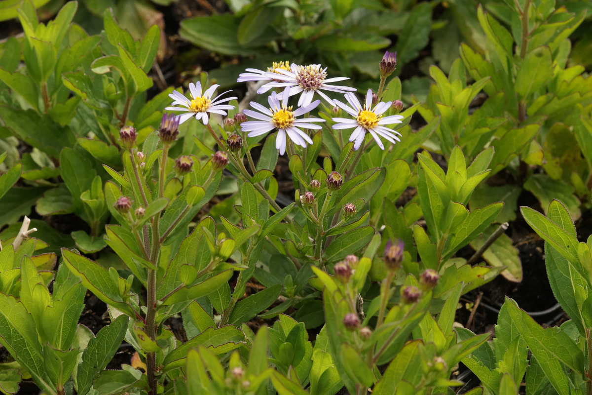 Aster ageratoides 'Adustus Nanus' - Ageratumsähnliche Aster