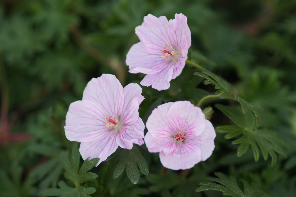 Geranium sanguineum 'Apfelblüte' - Blutstorchschnabel