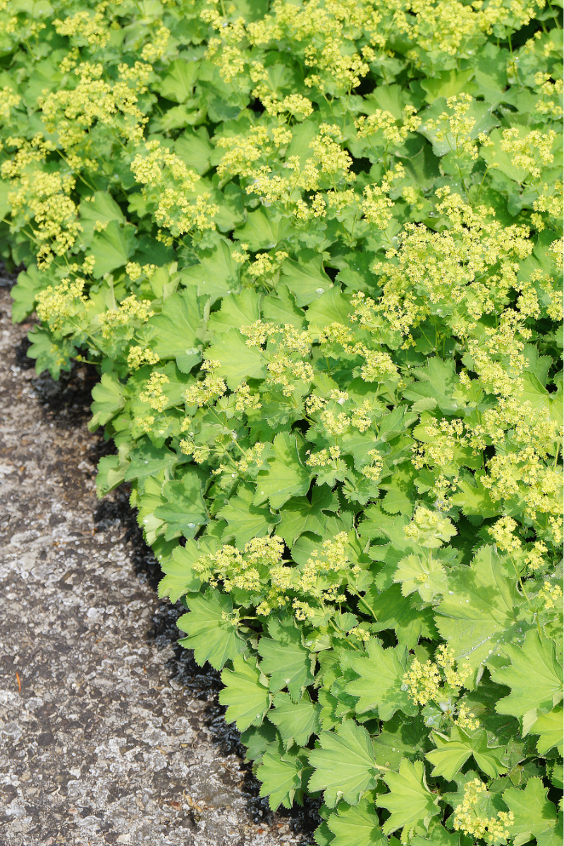 Alchemilla epipsila