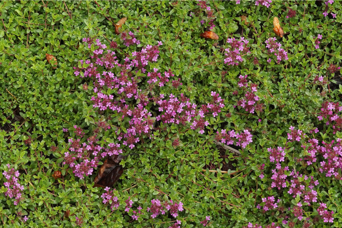 Thymus serpyllum 'Coccineus' - Feldthymian, Sandthymian