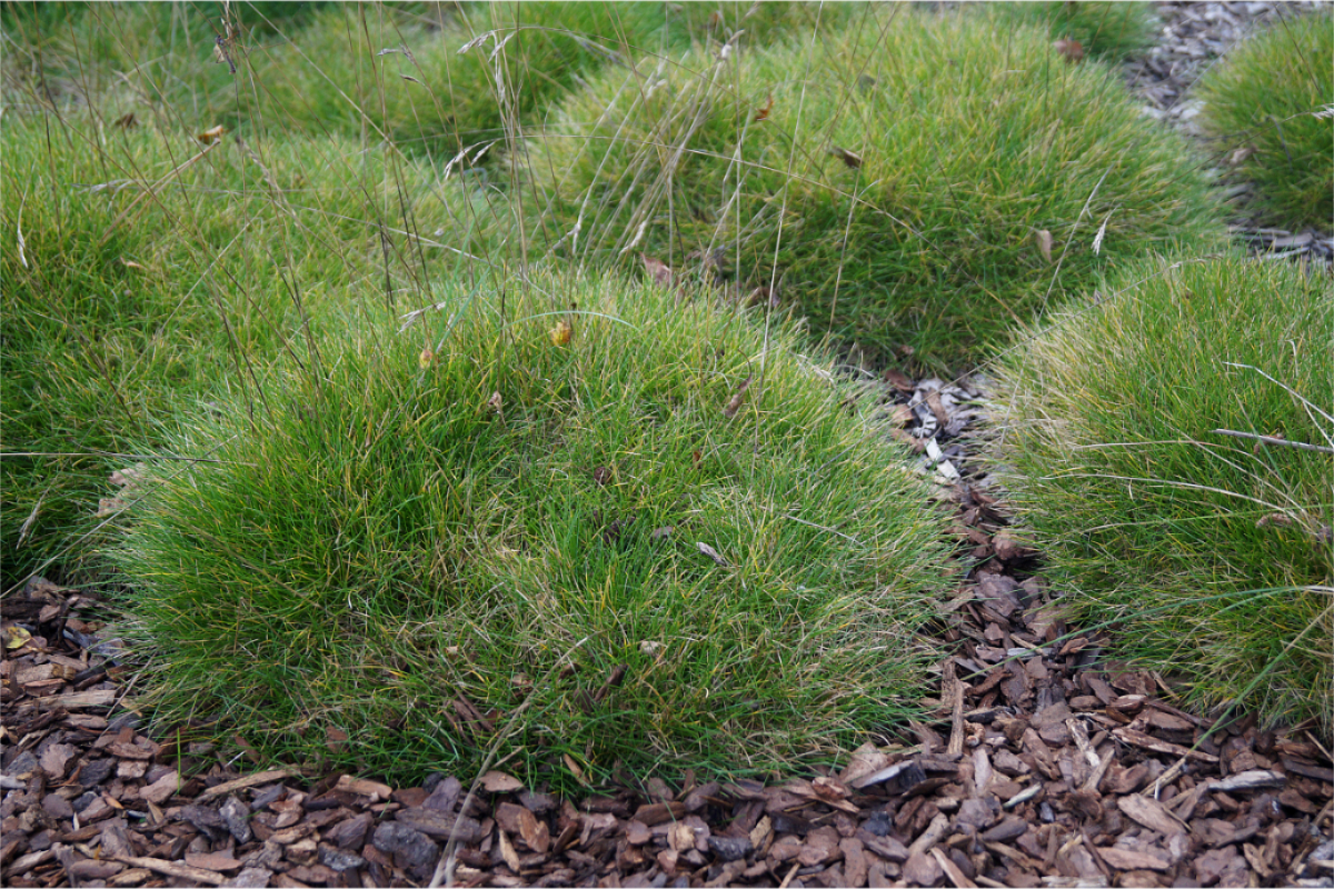 Festuca gautieri 'Pic Carlit' - Bärenfellschwingel