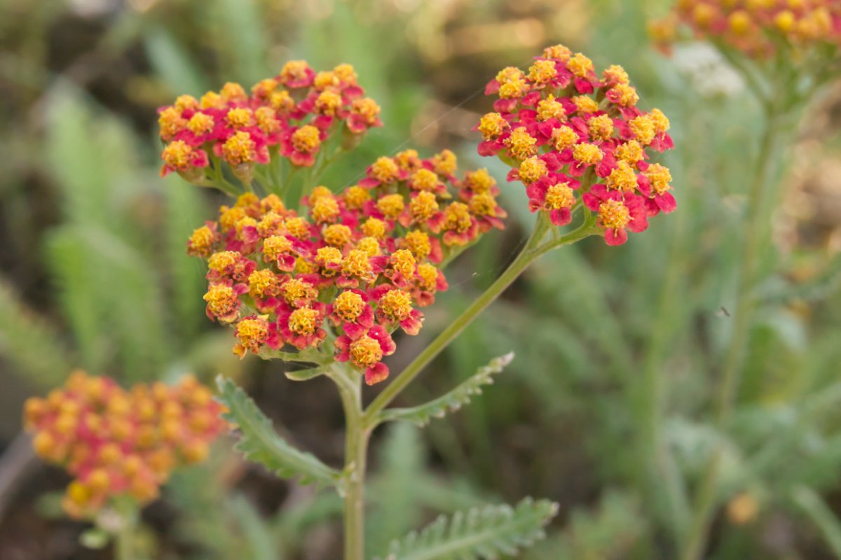 Achillea Filipendulina-Hybr. 'Walter Funcke'