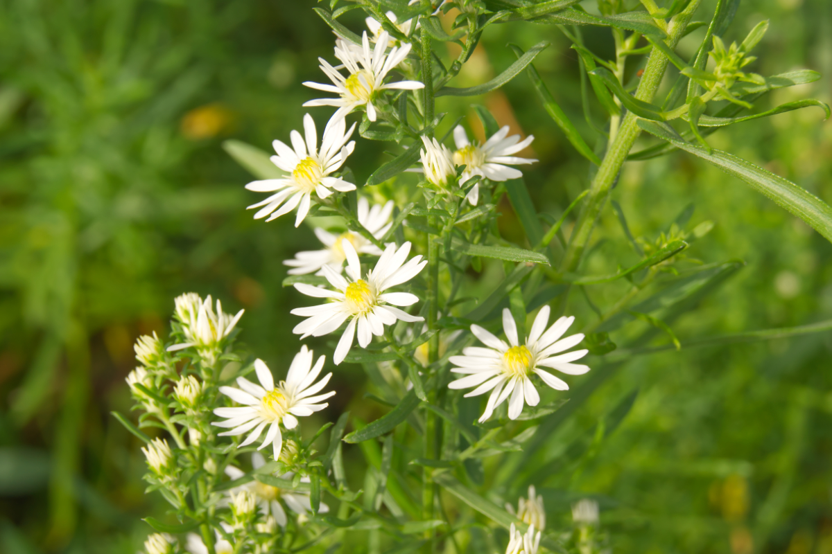 Aster ericoides 'Schneetanne'