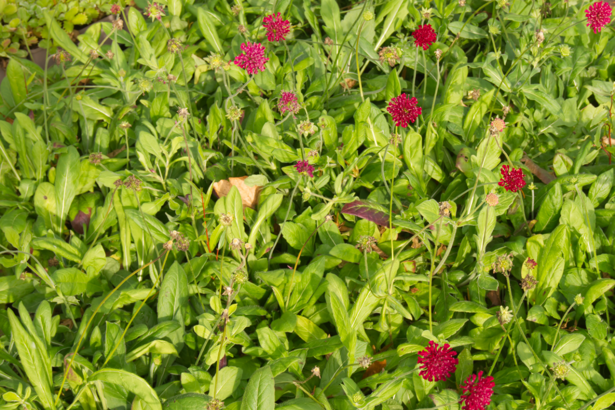 Knautia macedonica 'Mars Midget'