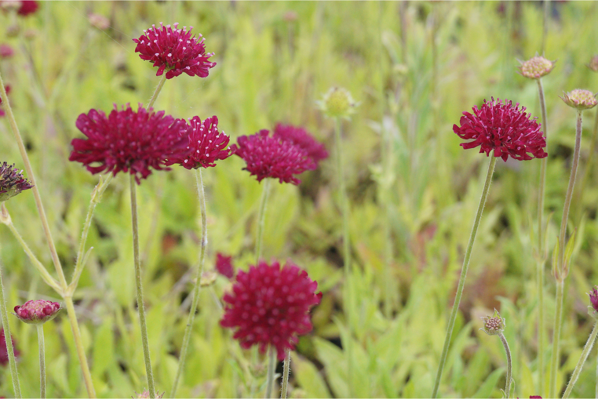 Knautia macedonica 'Mars Midget' - Mazedonische Witwenblune