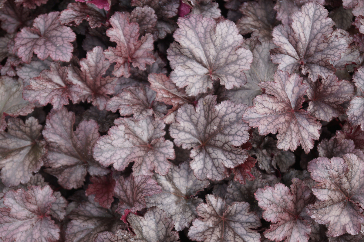 Heuchera Micrantha-Hybr. 'Plum Pudding'