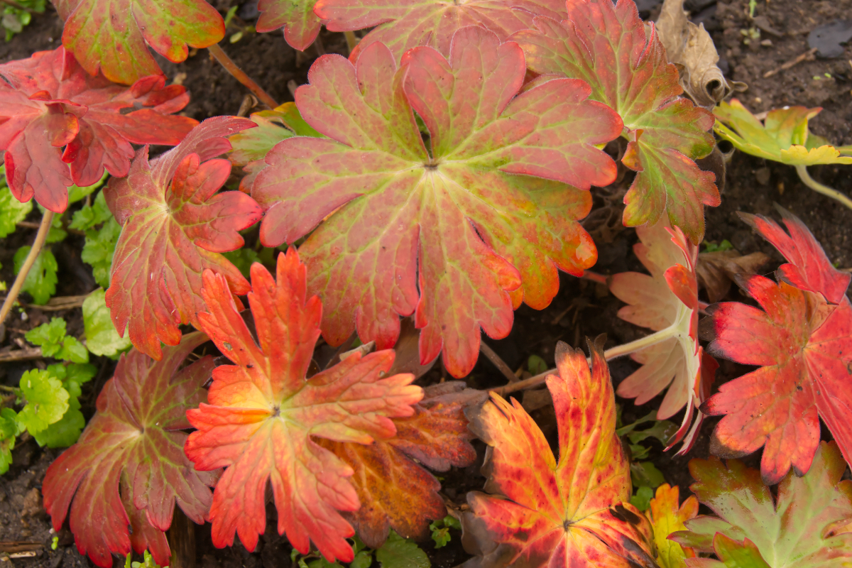 Geranium wlassovianum