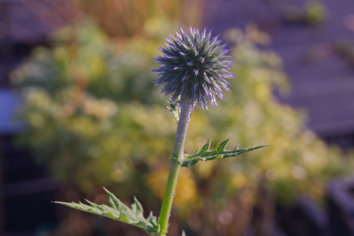 Echinops ritro 'Veitch's Blue'