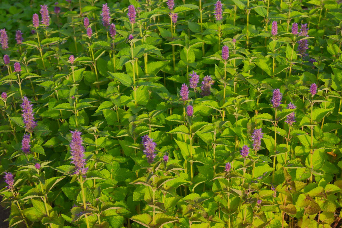 Agastache foeniculum