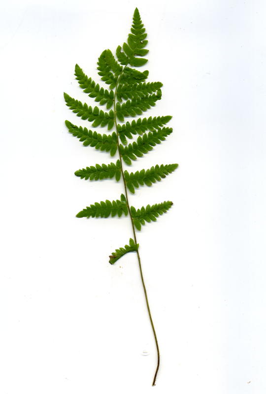 Thelypteris palustris