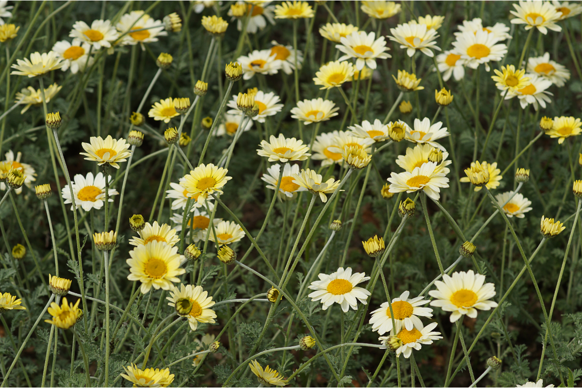 Anthemis Tinctoria-Hybr. 'Sauce Hollandaise'
