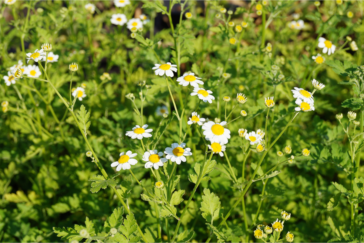 Tanacetum parthenium (Chrysanthemum parthenium) - Mutterkraut, Wucherblume