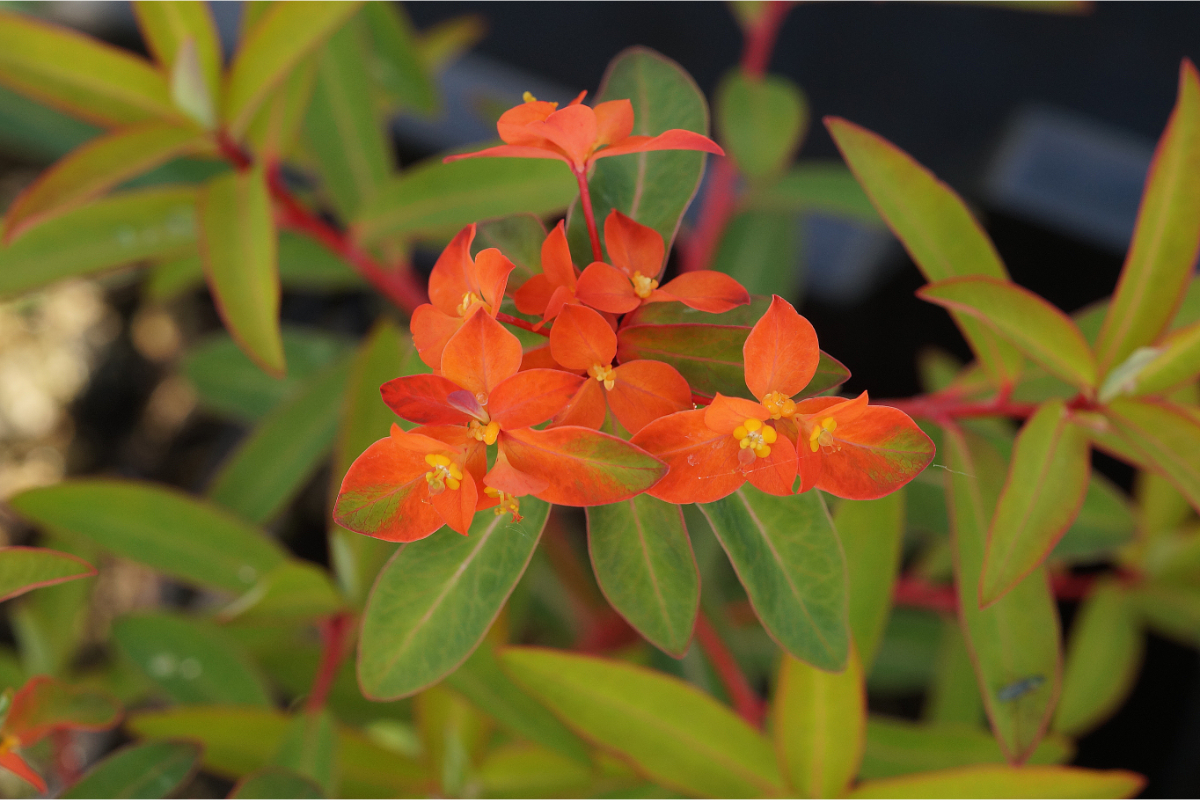 Euphorbia griffithii 'Fireglow' - Himalaja-Wolfsmilch