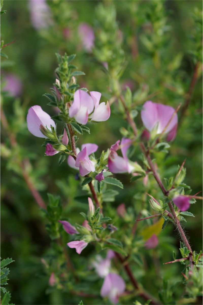Ononis spinosa