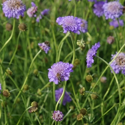 0914scabiosa_columbaria_butterfly_blue-mainthumb