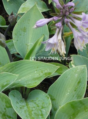 Hosta x tardiana 'Halcyon'