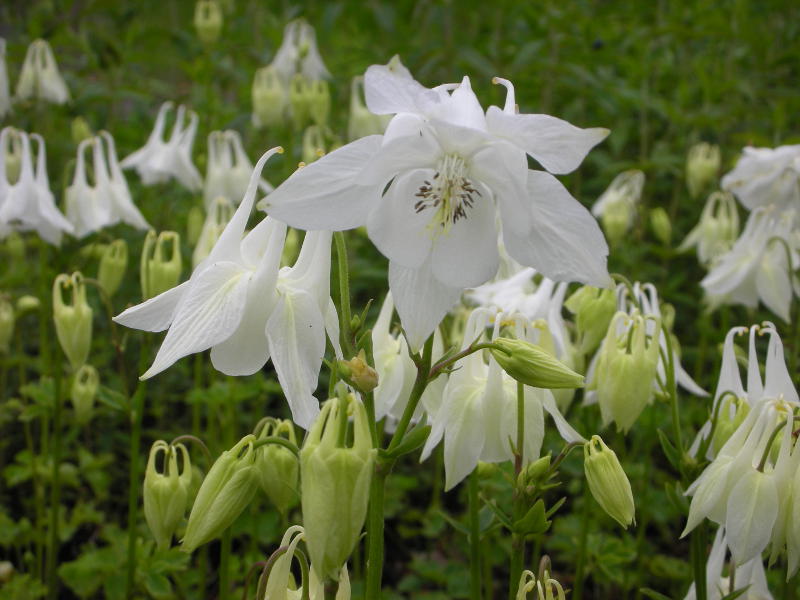 Aquilegia vulgaris 'Alba'