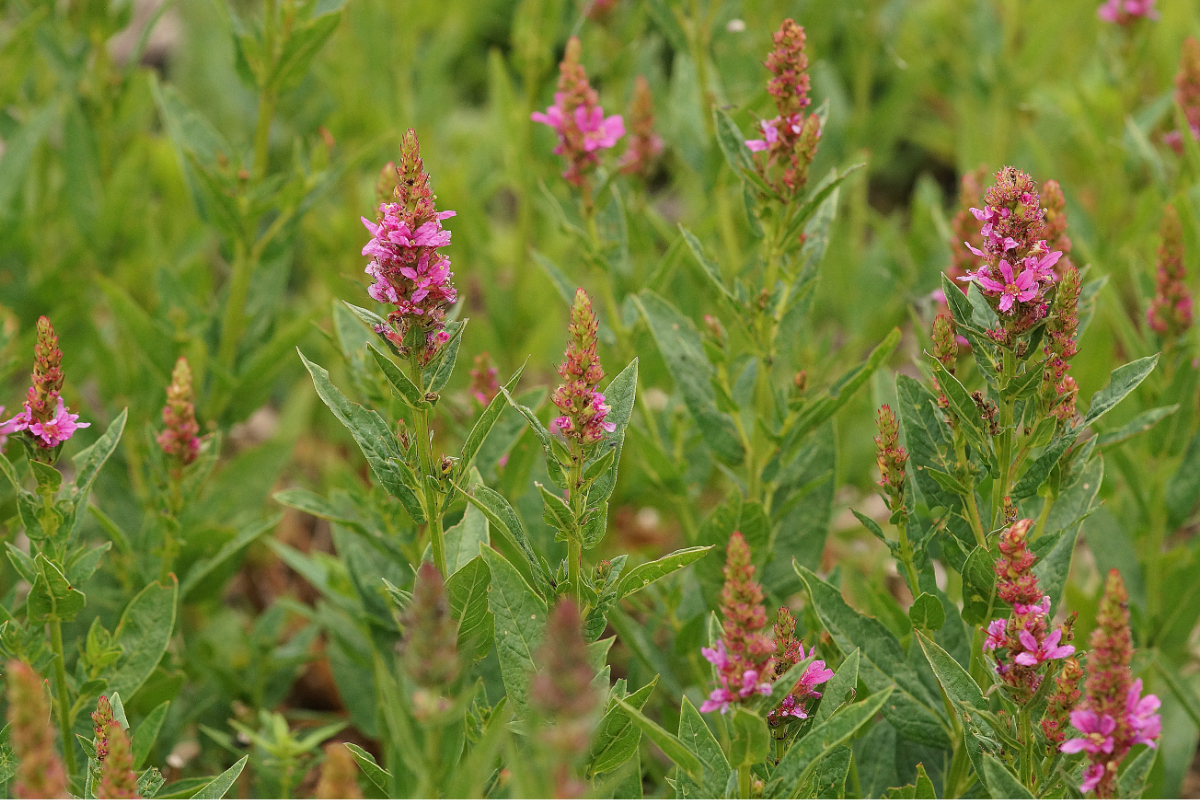 Lythrum salicaria 'Robert' - Blut-Weiderich