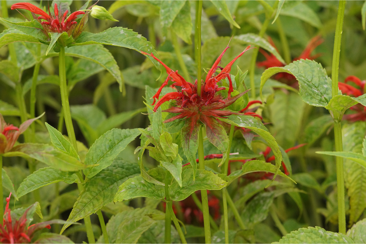 Monarda didyma 'Squaw' - Indianernessel