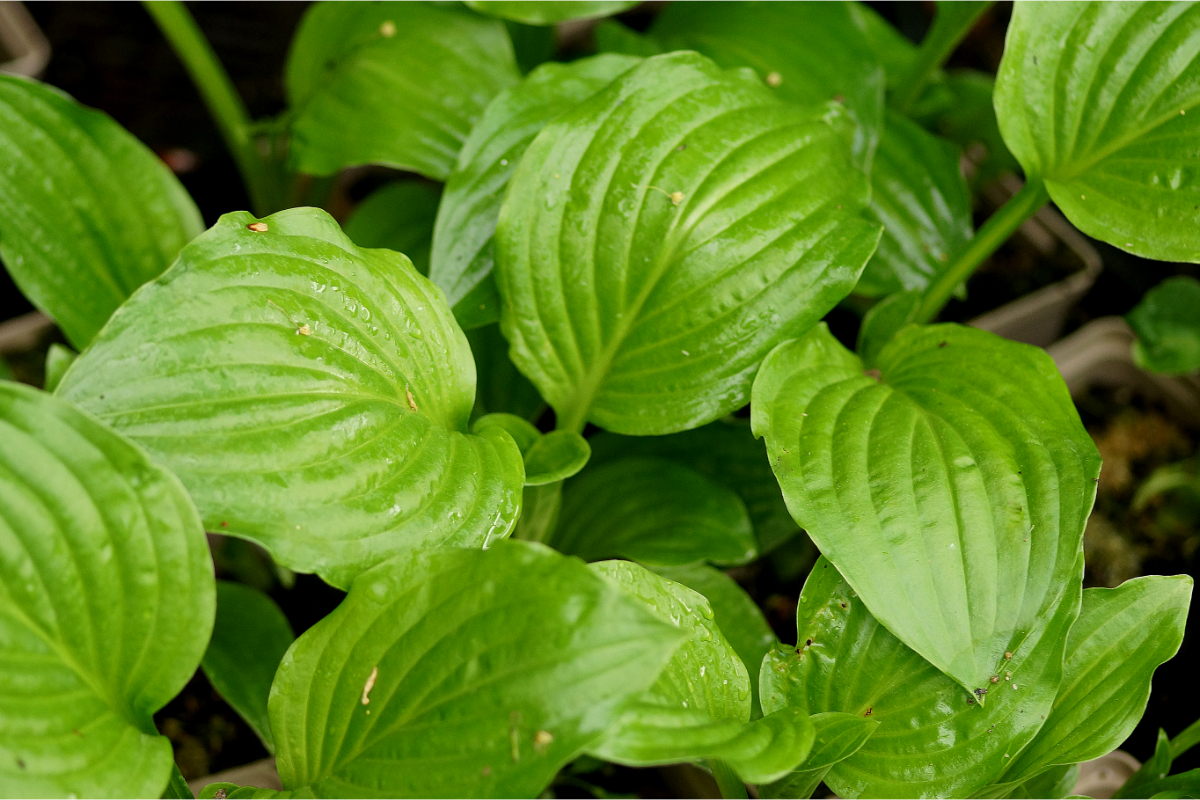 Hosta Plantaginea-Hybr. 'Royal Standard'