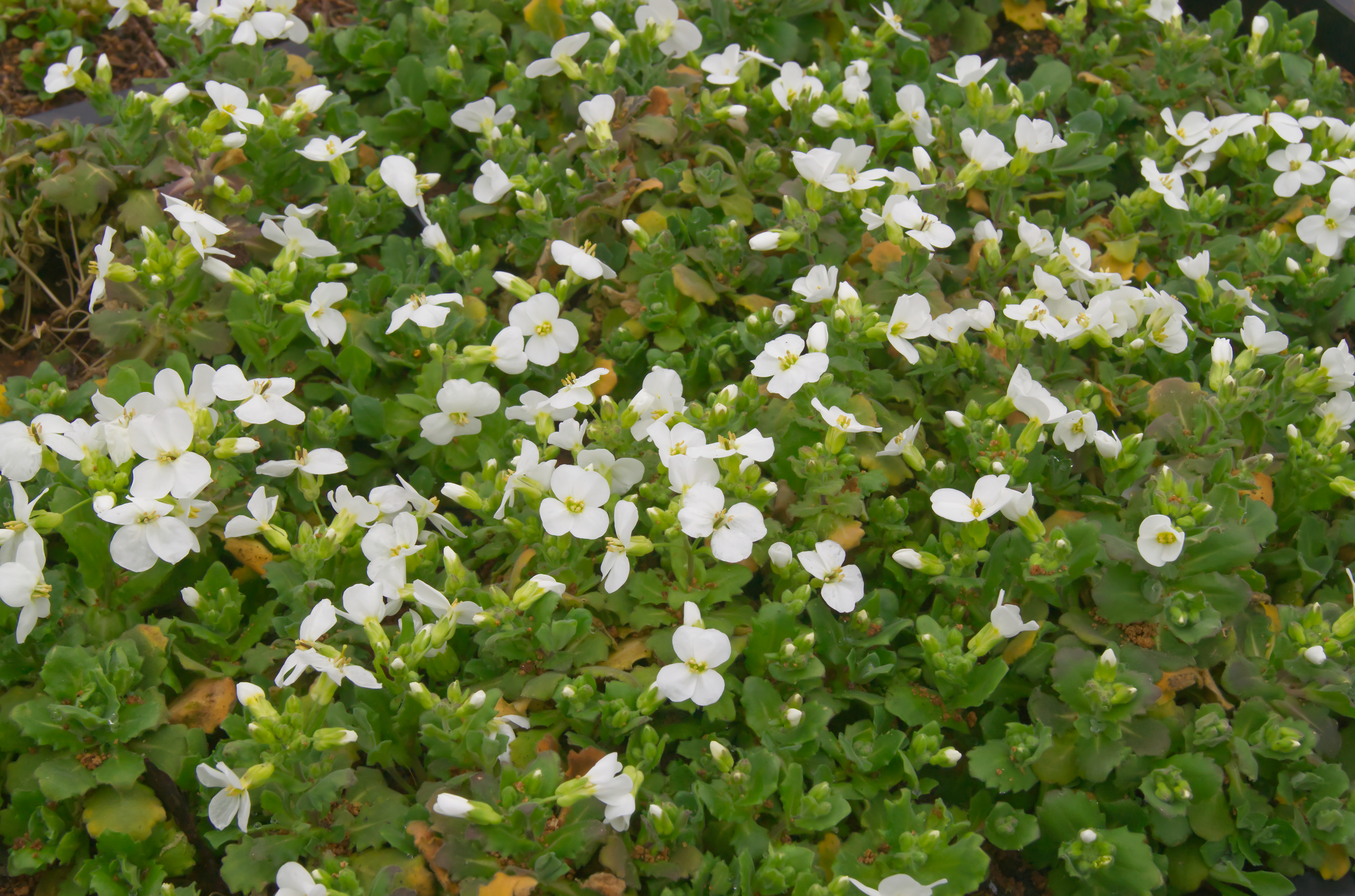 Arabis caucasica 'Schneehaube'