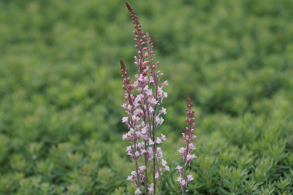 Linaria purpurea 'Canon J.Went' - Purpur-Leinkraut