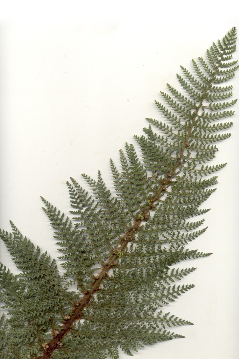 Polystichum setiferum 'Herrenhausen' veg.