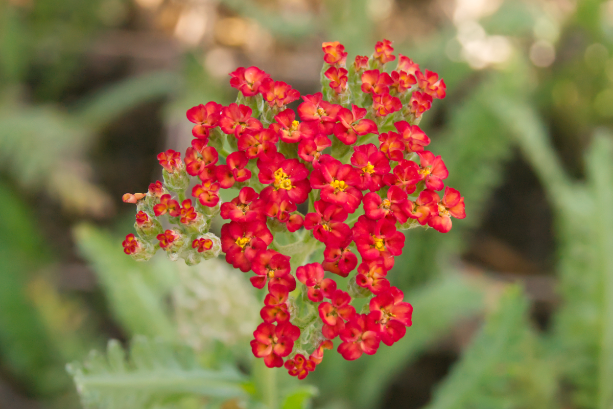 Achillea Filipendulina-Hybr. 'Walter Funcke'
