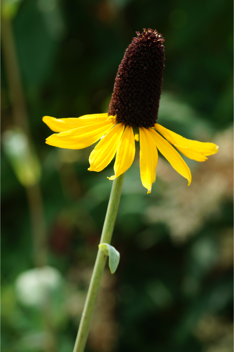 Rudbeckia maxima