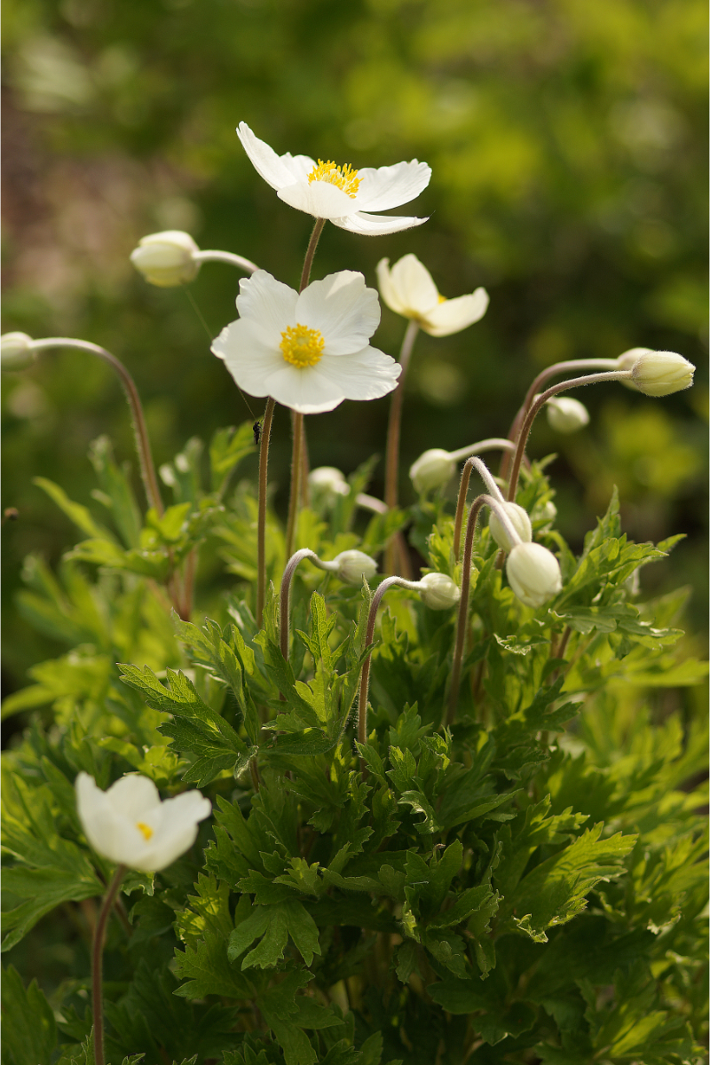 Anemone sylvestris