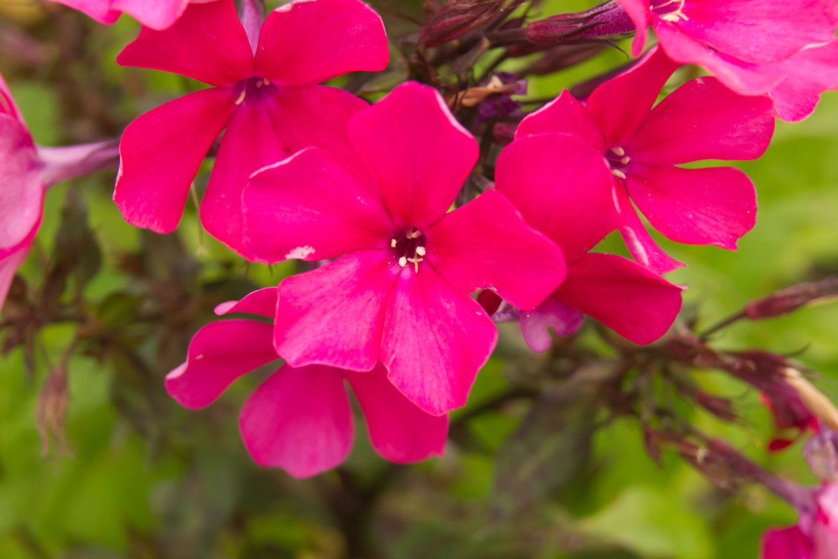 Phlox Paniculata-Hybr. 'Starfire'