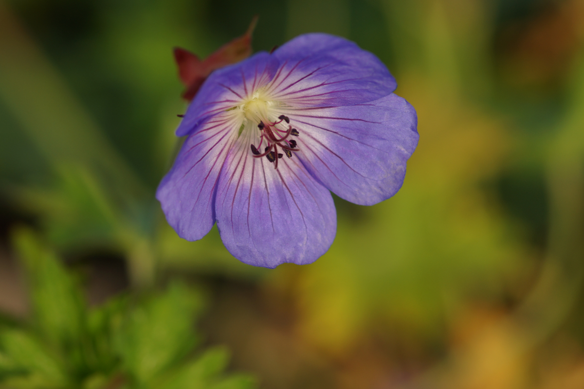 Geranium Hybride 'Rozanne' (R)