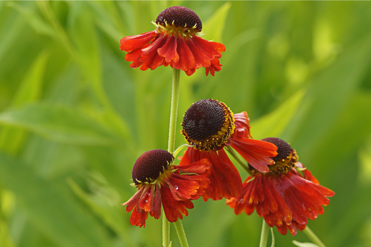 Helenium Hybride 'Moerheim Beauty'
